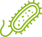 Microorganismo Bacillus thuringiensis usado como bioinsecticida ecológico por Bioinsectis en cultivos agrícolas